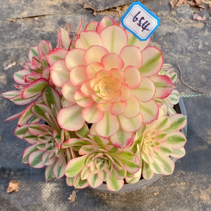 654倾城多肉法师