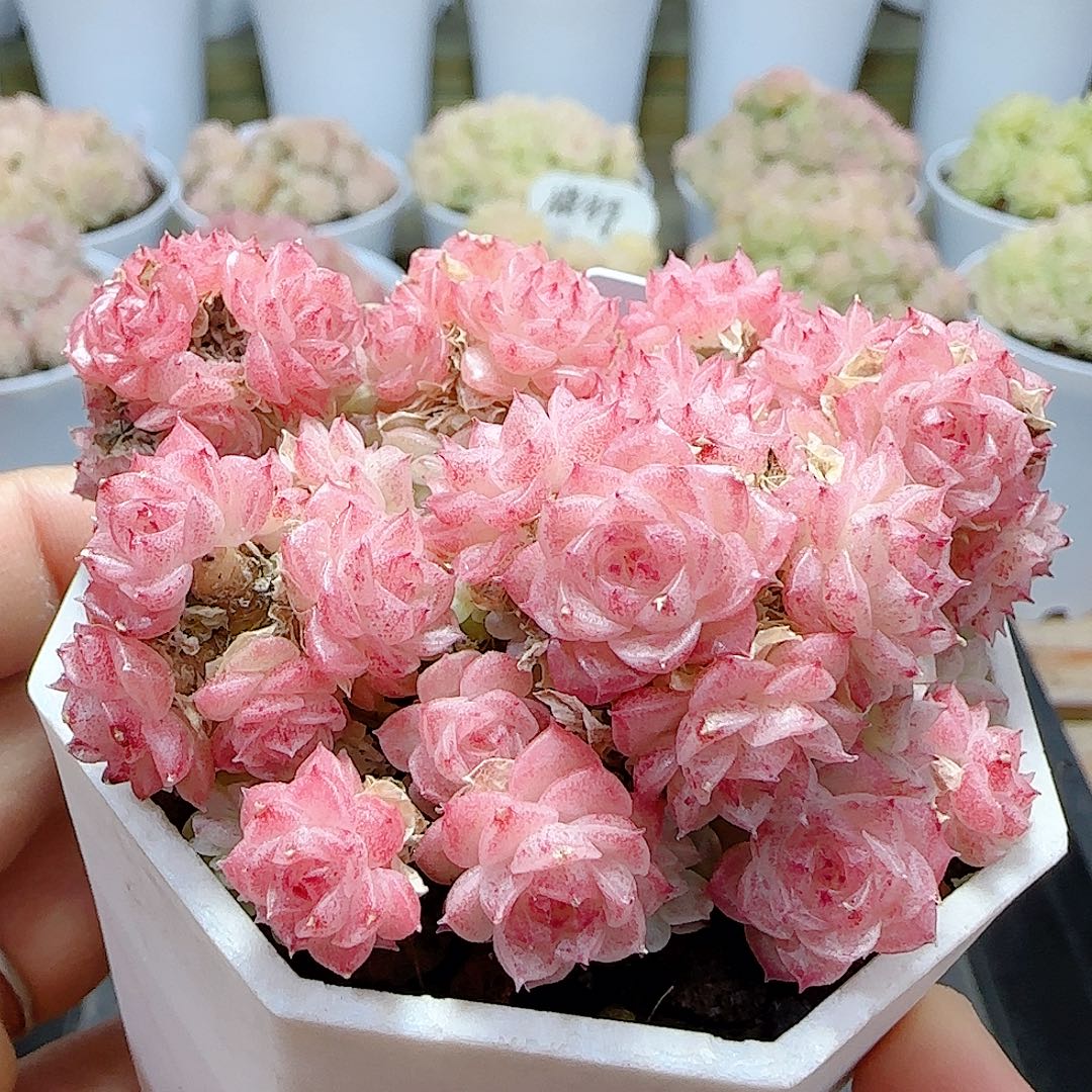 1228-2（芳菲）优选