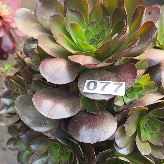 y***h多肉植物一个