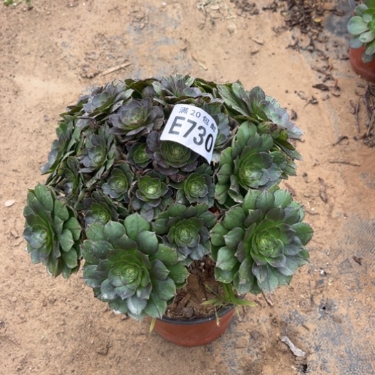 730万拉丝不包断枝