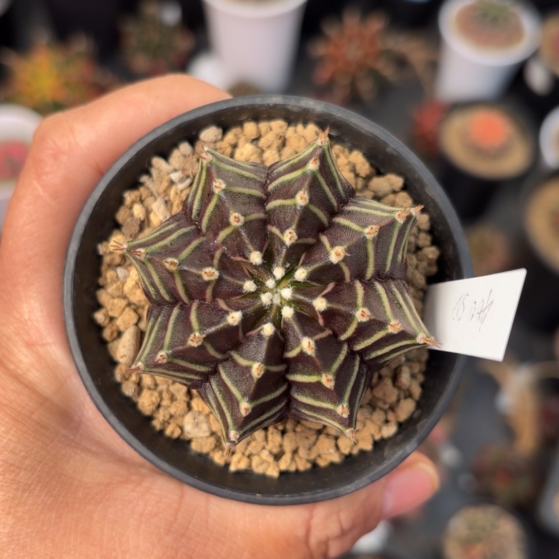 泰系实生米哈仙人球5号