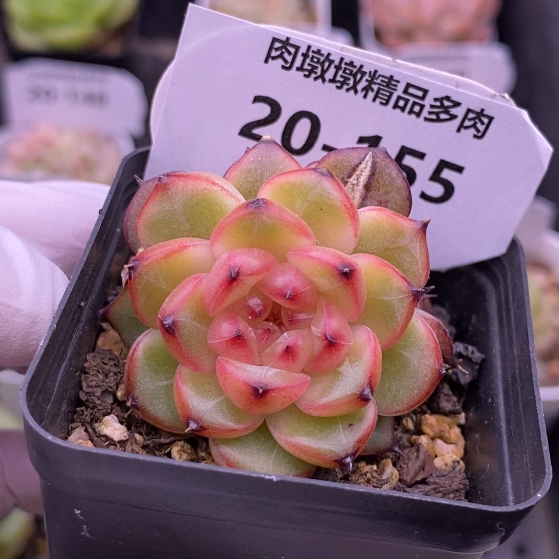 【闪购商品】20-155