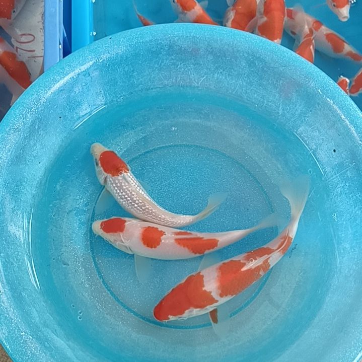 海水顺丰包邮开箱包活2