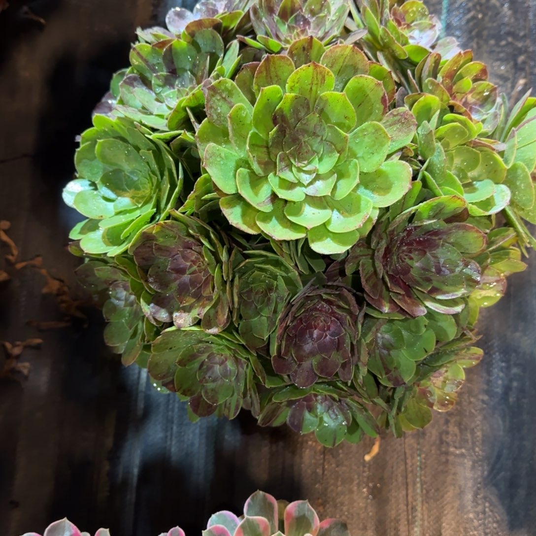 东***军1676多肉花月夜多肉