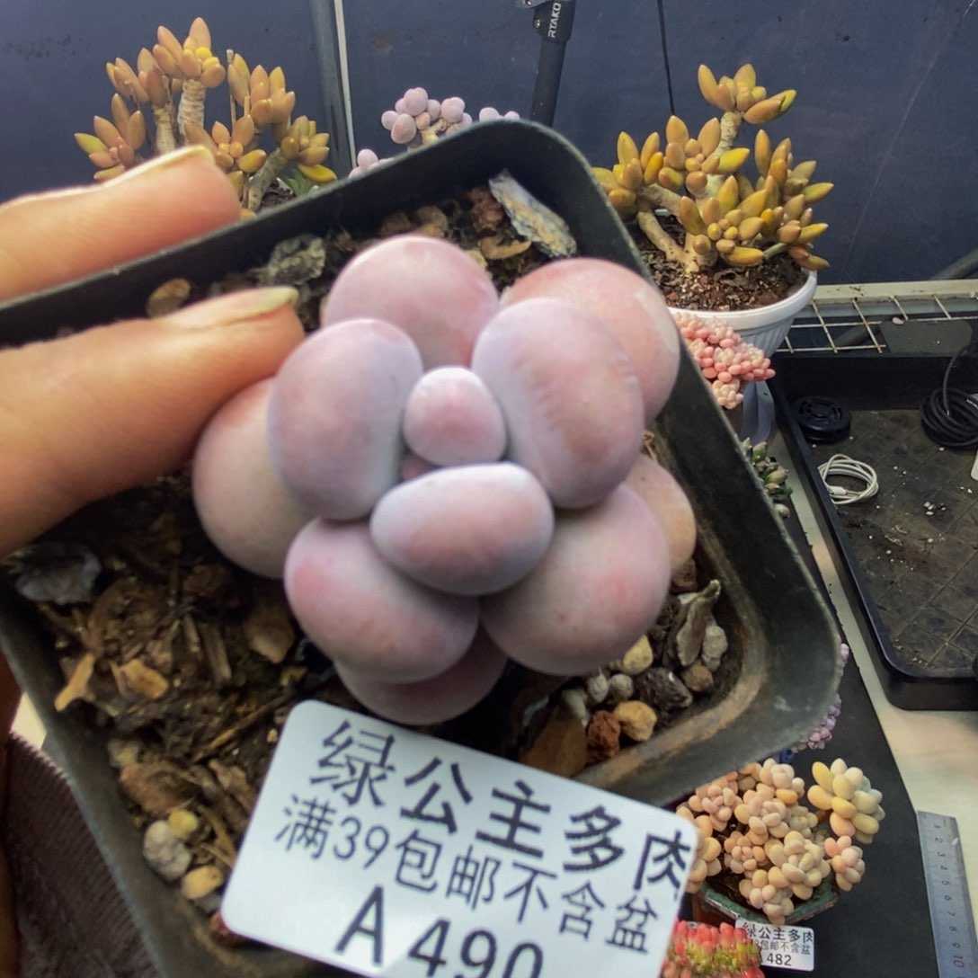 490芭比奶多肉4c m