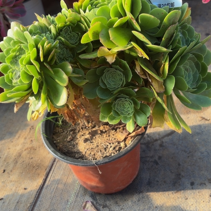 瑞妈多肉植物526