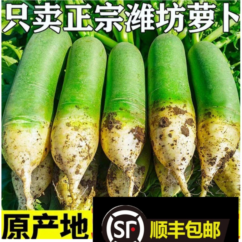 顺丰京东水果萝卜甜脆水果型潍坊萝卜绿皮绿水果萝卜正宗潍县萝卜