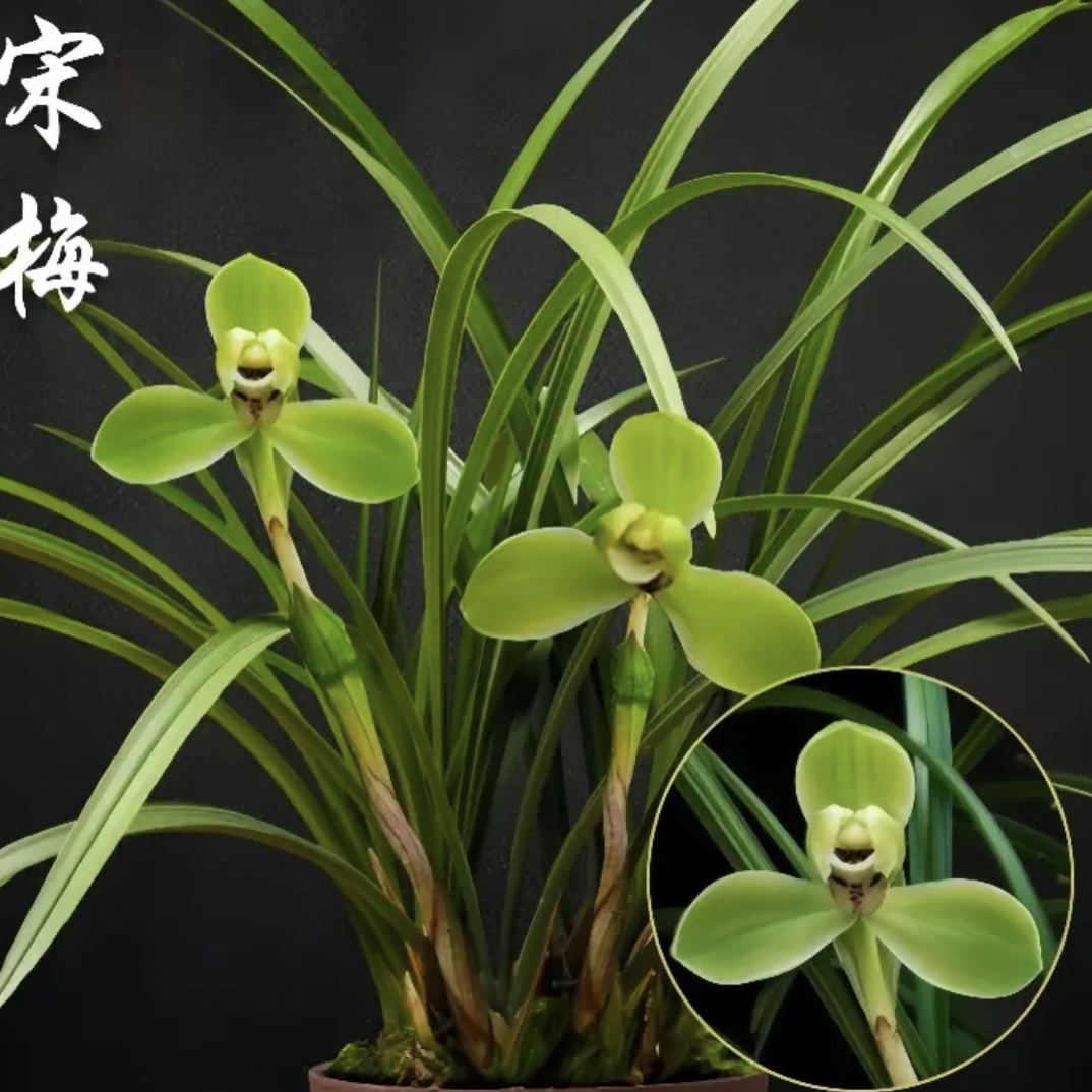 春兰宋梅4苗带花苞