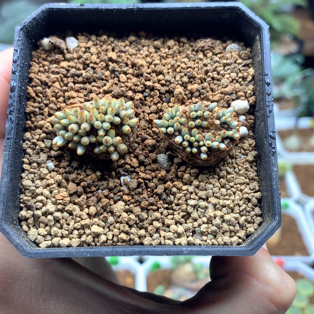 产地韧劲多肉脱土