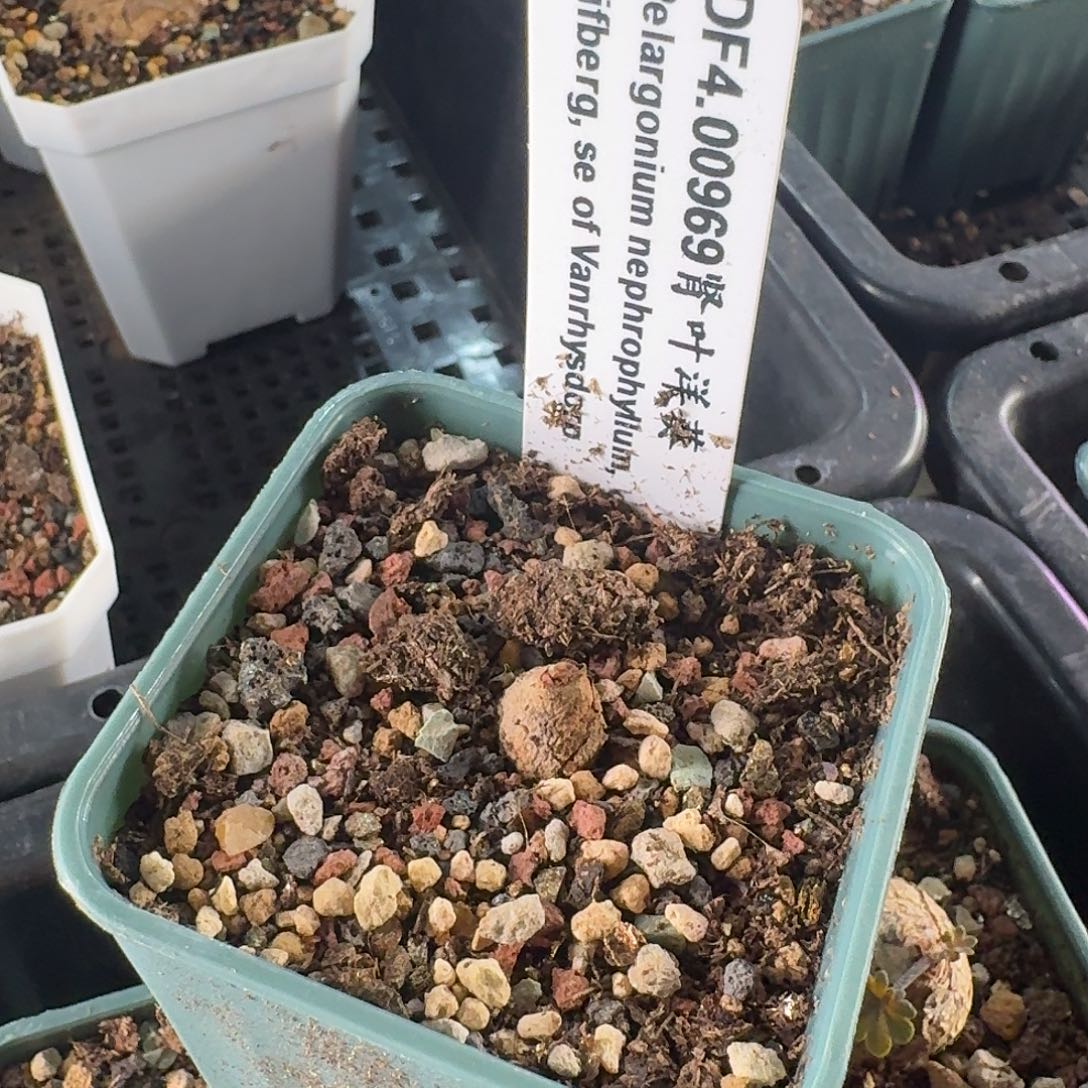 肾叶洋葵还没发根迷你特价