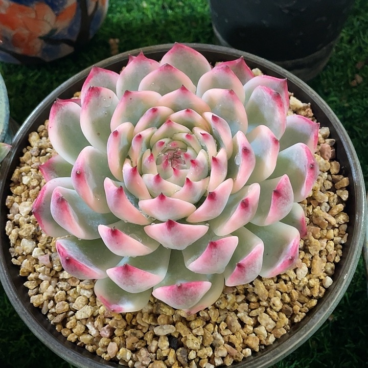 吉娃娃锦福利单头