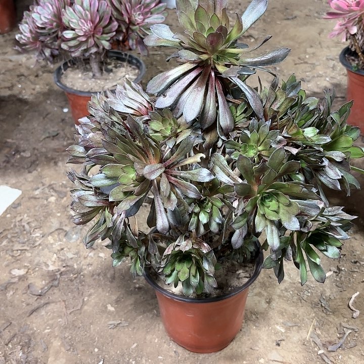 多肉植物灰法师44