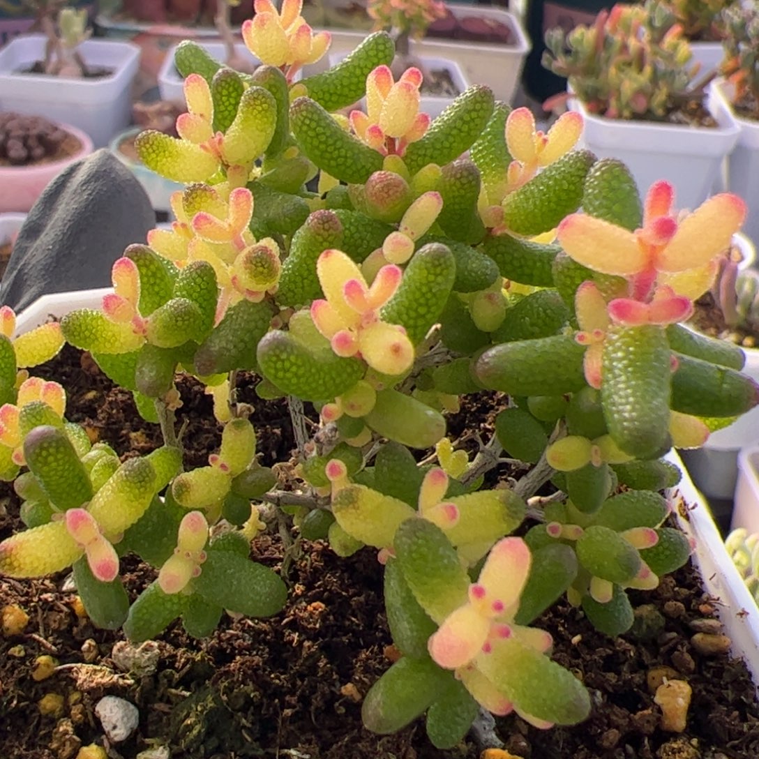 多肉植物枝干假飞机猪