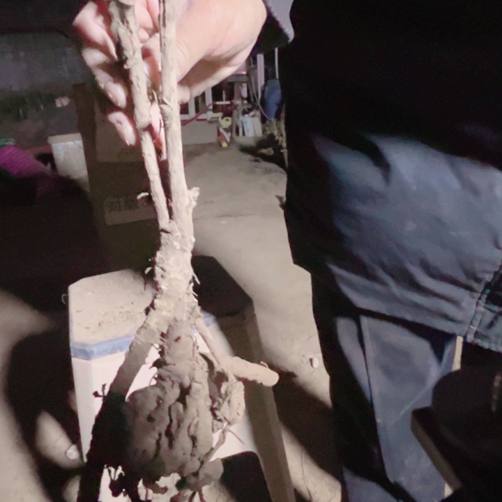 当前无花栽培后可以开花方纪