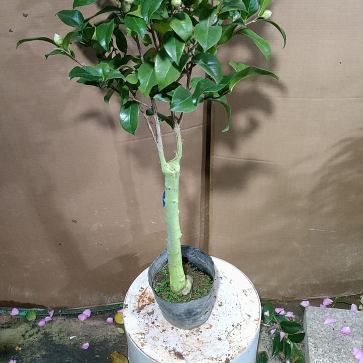 西丽原盆原土397原盆