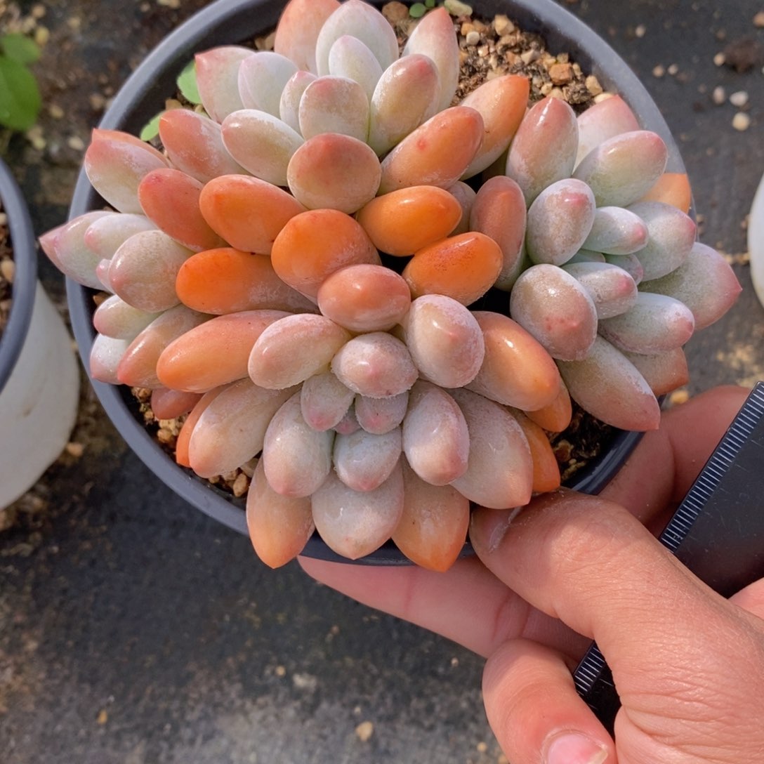 一物一拍多肉满38包邮