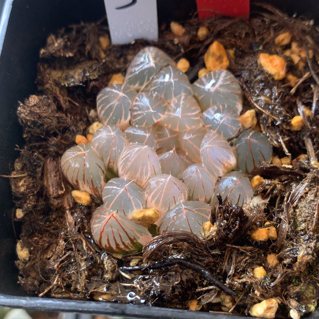 3号霓虹灯玉露锦一物一拍