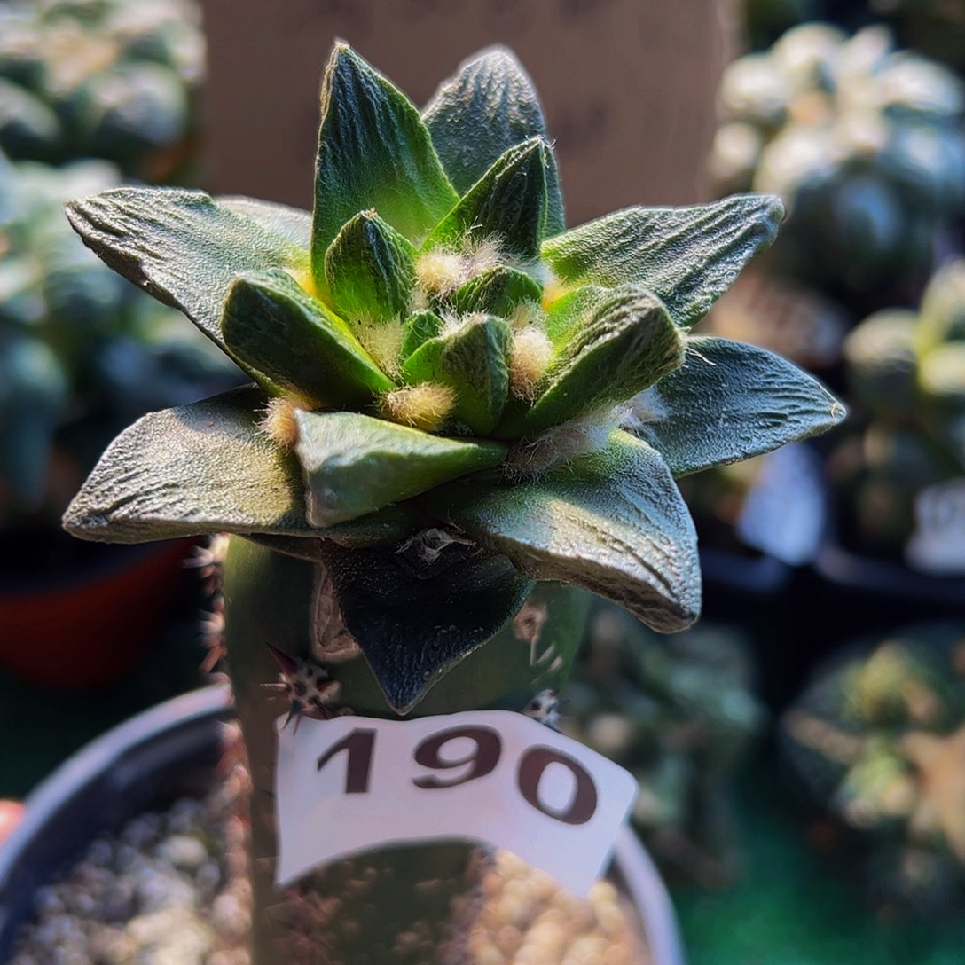 无花朵宽尤龙角牡丹190