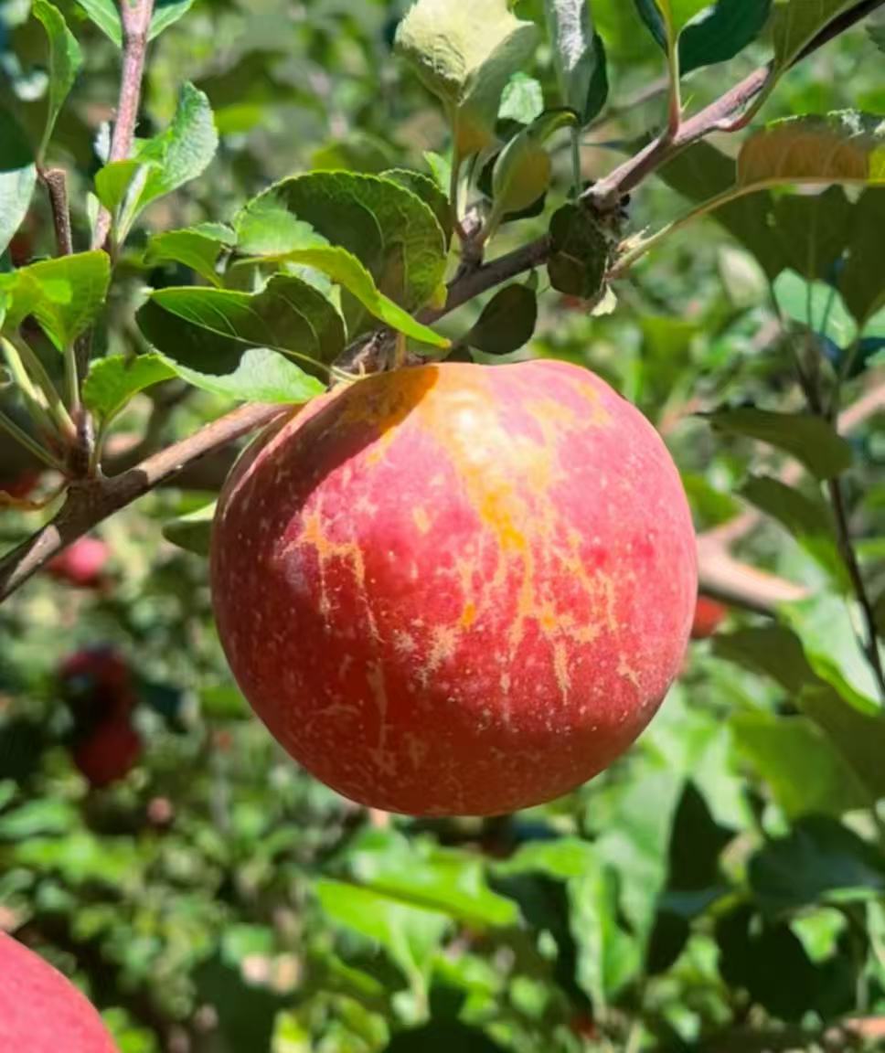 四川凉山盐源冰糖心丑苹果新鲜脆甜