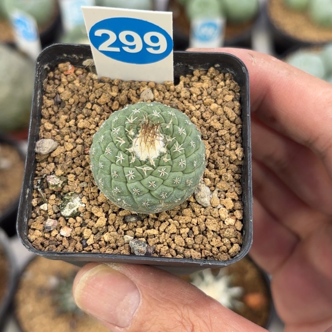 299实生菊水带盆带土发货