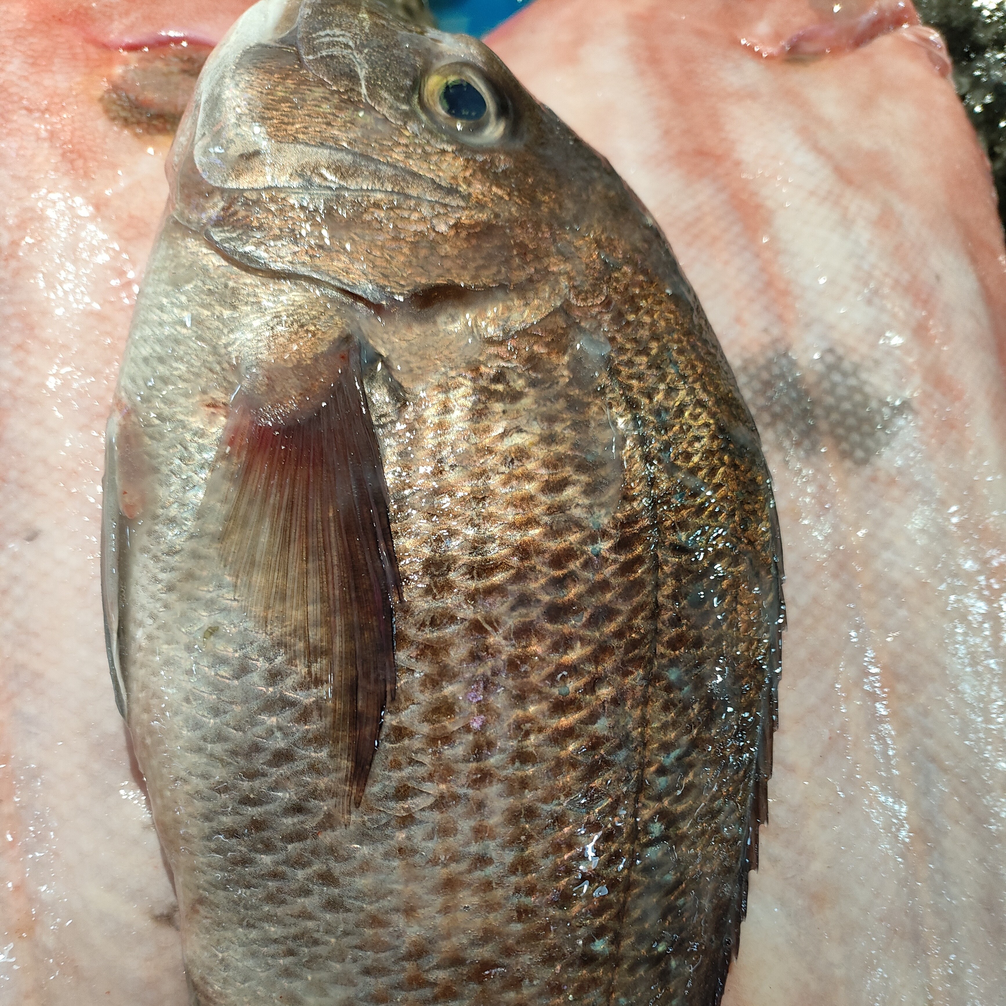 加吉鱼，海鲫1.5-1.6斤/条 到手3条 肉质紧实