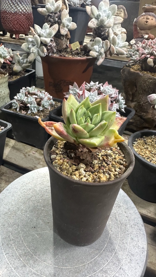 野生库尔卓塔仙女杯