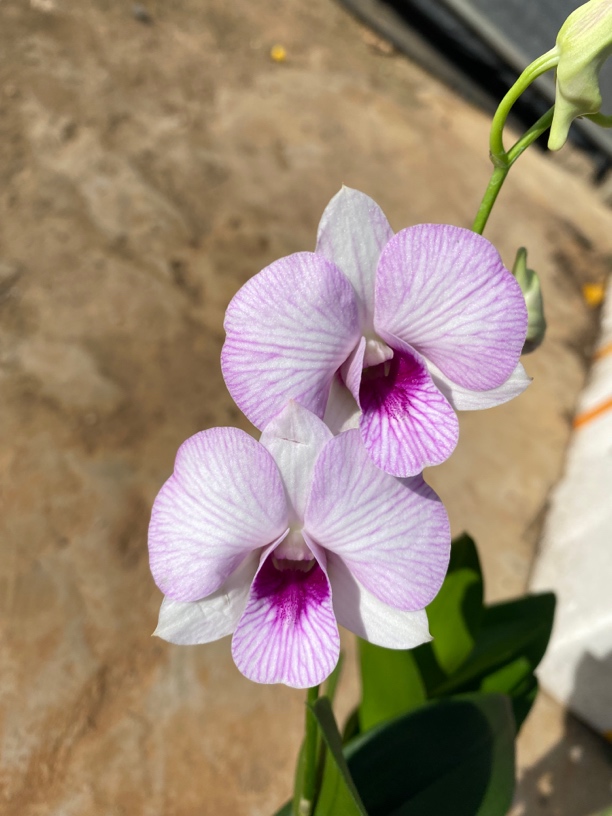 甜蜜女孩秋石斛盆栽室内外阳台客厅淡粉色石斛花好养多年生石斛兰