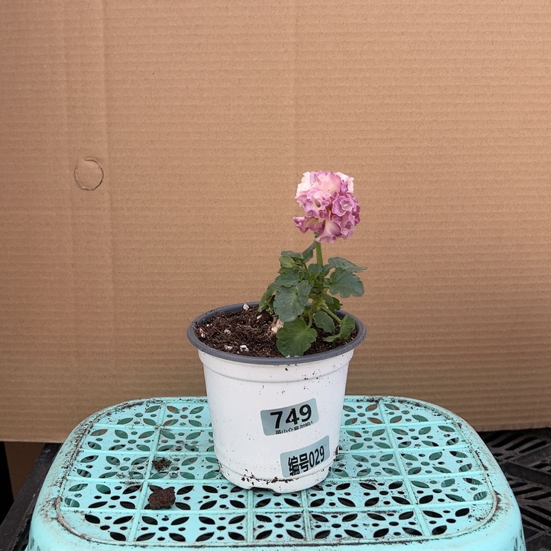 【闪购商品】完全开放029号