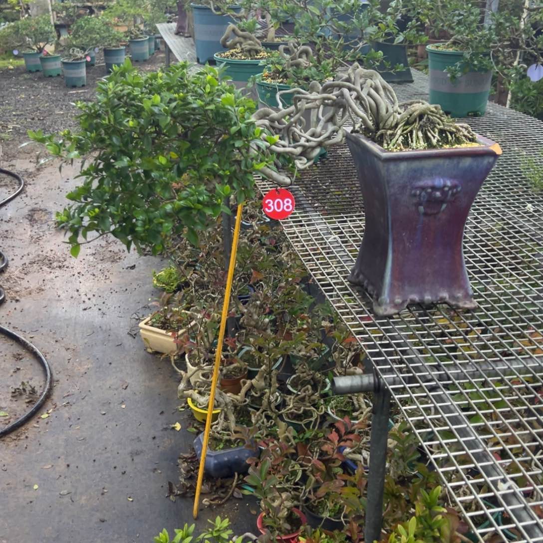 槟***谷无花朵栀子花盆景老桩