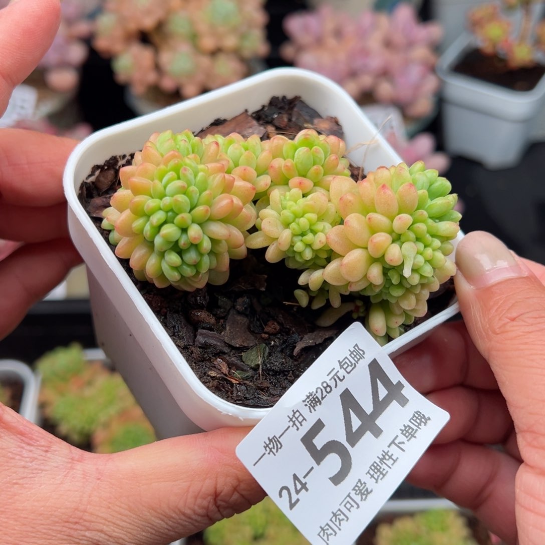 香格里拉缀化多多肉多肉多肉多肉多肉