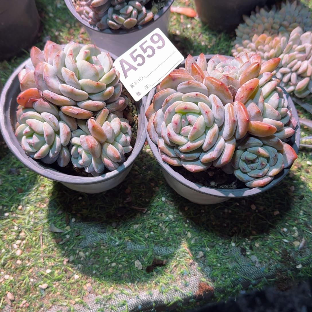 石榴籽2个福利呀呀呀