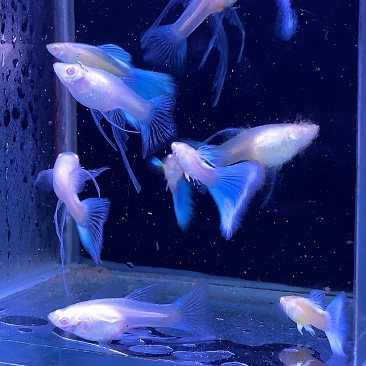 孔雀鱼蓝白大c10条包邮