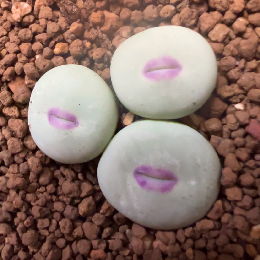 美嘴美嘴 肉锥植物