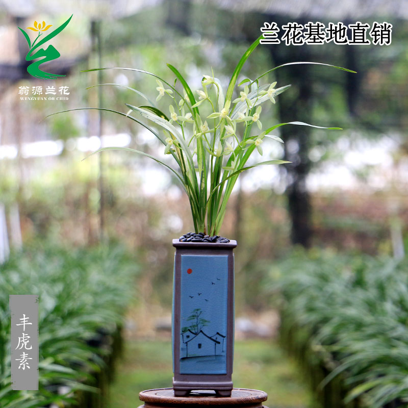 翁源兰花四季建兰丰虎素花叶双全开花浓香室内外好易养绿植花卉