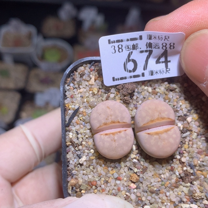 zzz精品生石花674