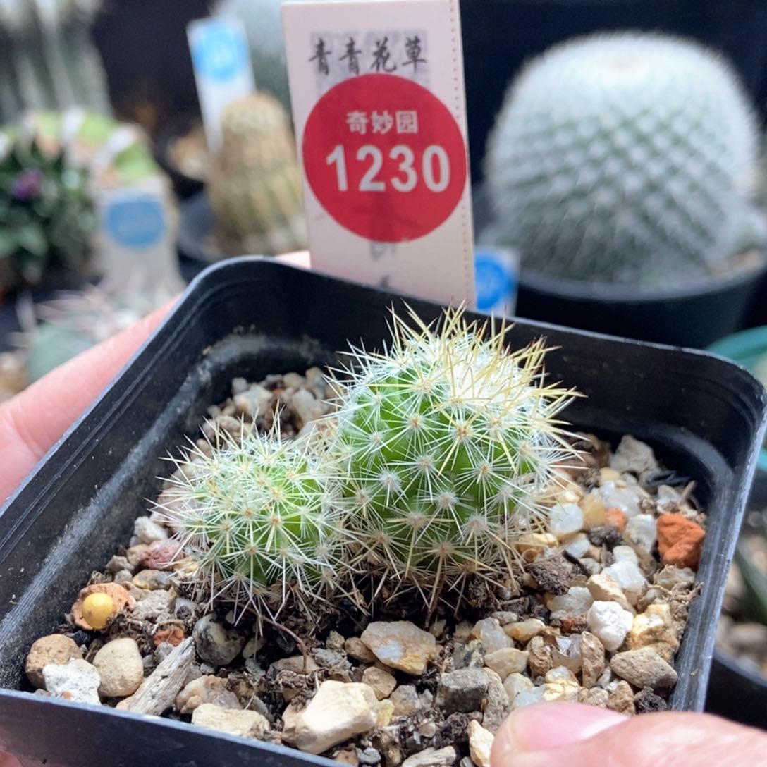 实生双头千鹤丸一棵仙人球