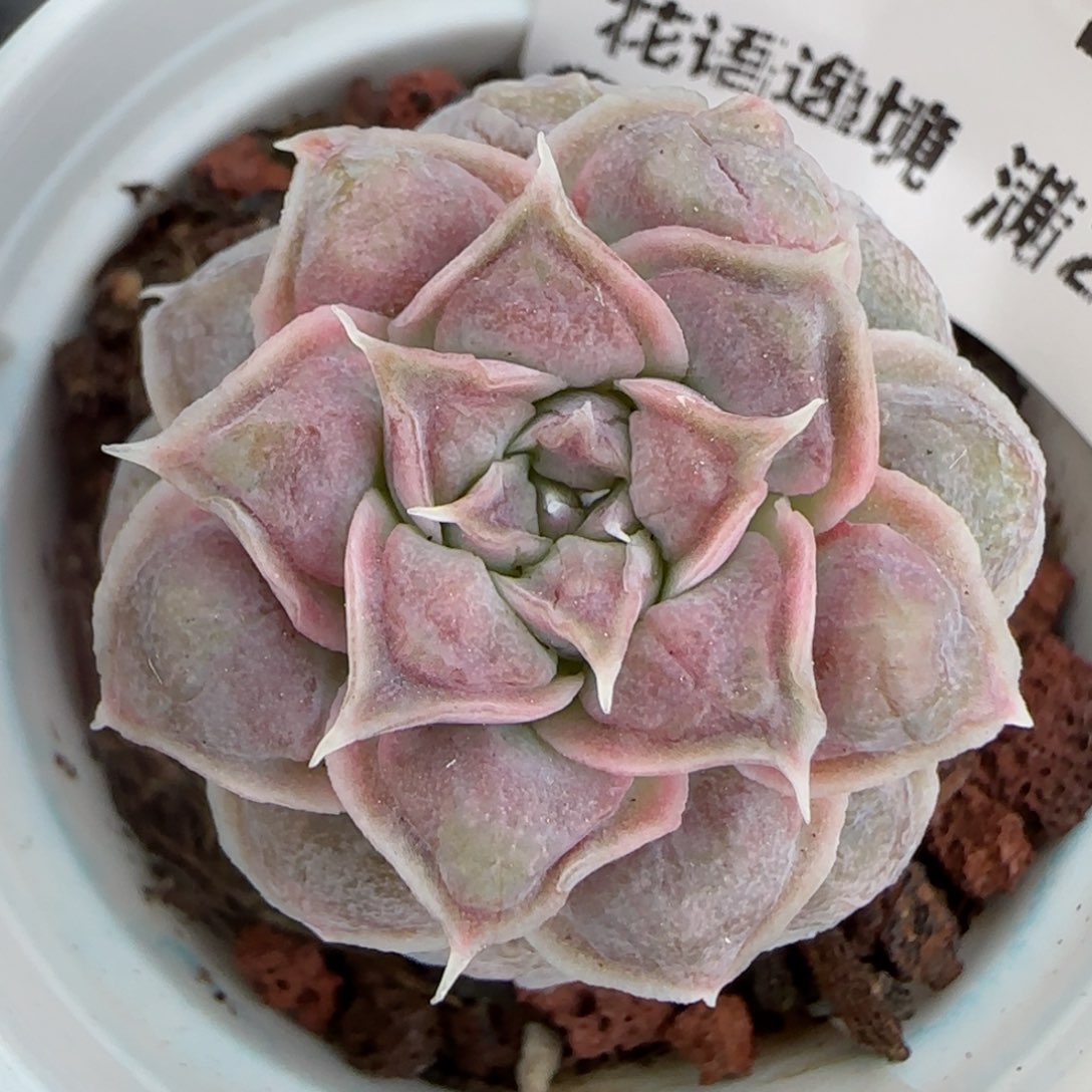 花语逸镜0206-248