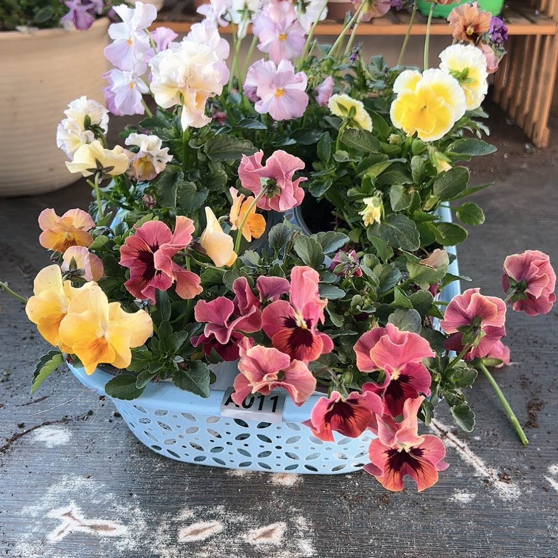 【闪购商品】011号