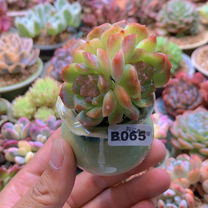 一物一拍含盆土满38包邮B065