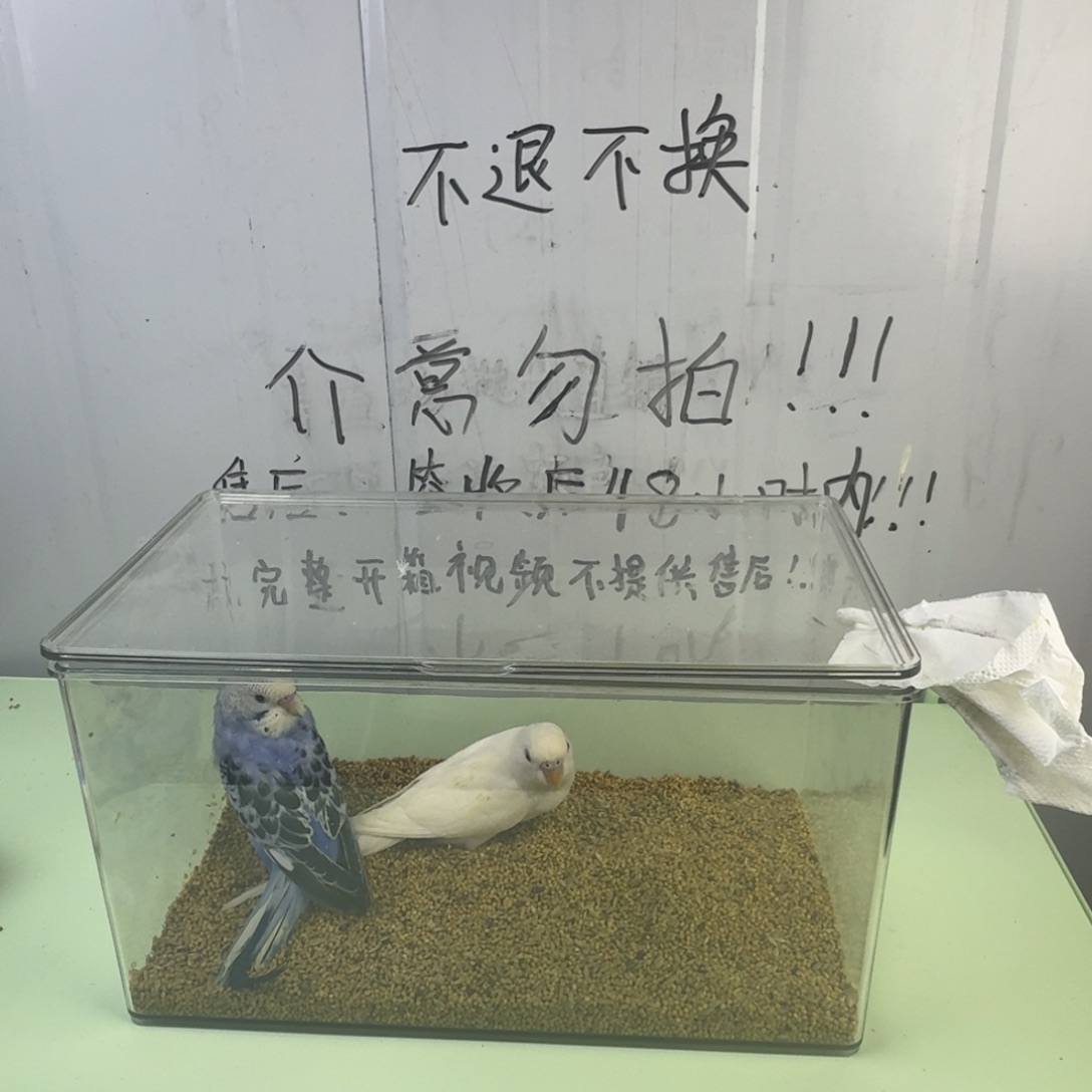 虎皮鹦鹉一对特色