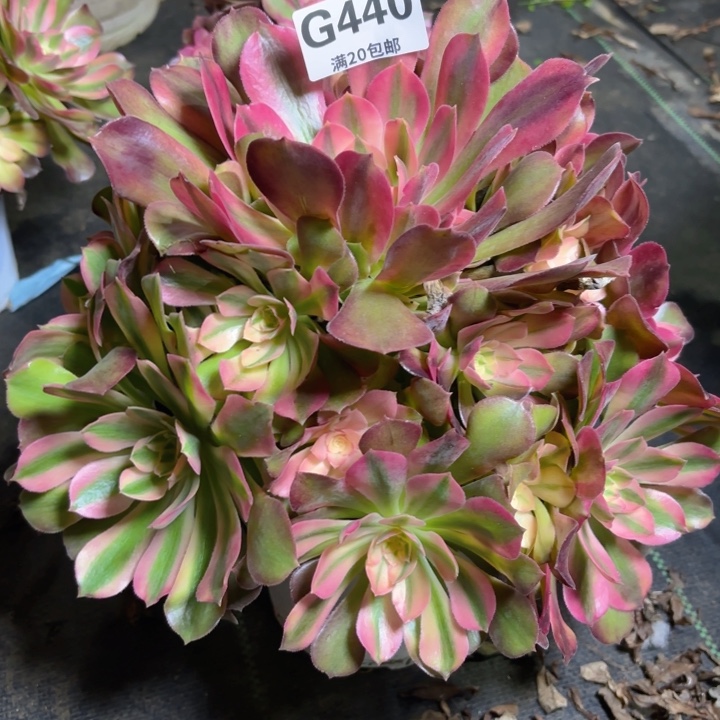 瑞妈园艺，01.27.440