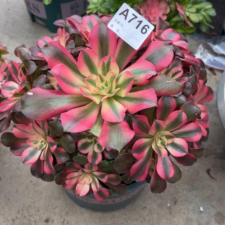 716香妃22厘米左右