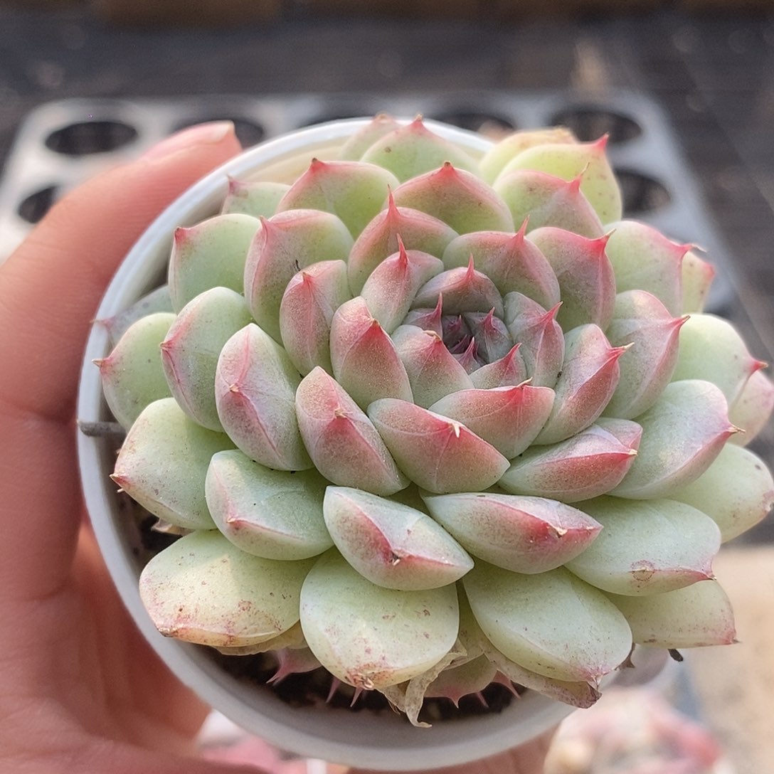 可爱肉肉喜欢拍196