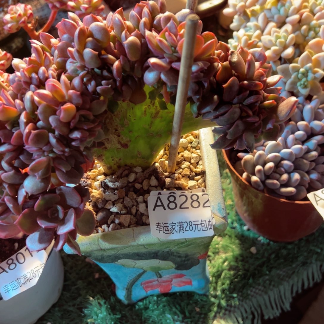 幸运的是我的朋友们都