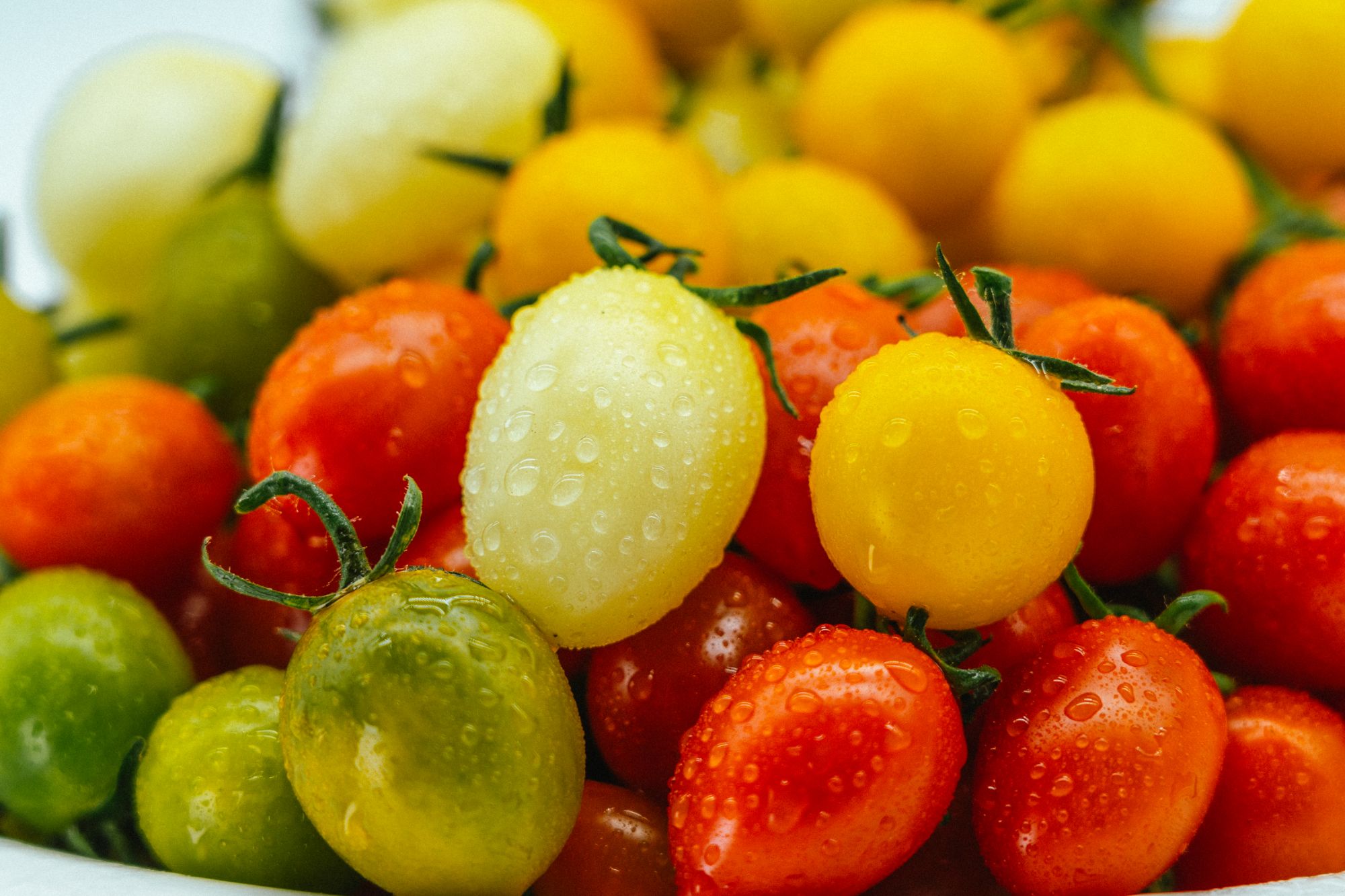 【现摘番茄】清峰大棚自产自销四色小番茄圣女果