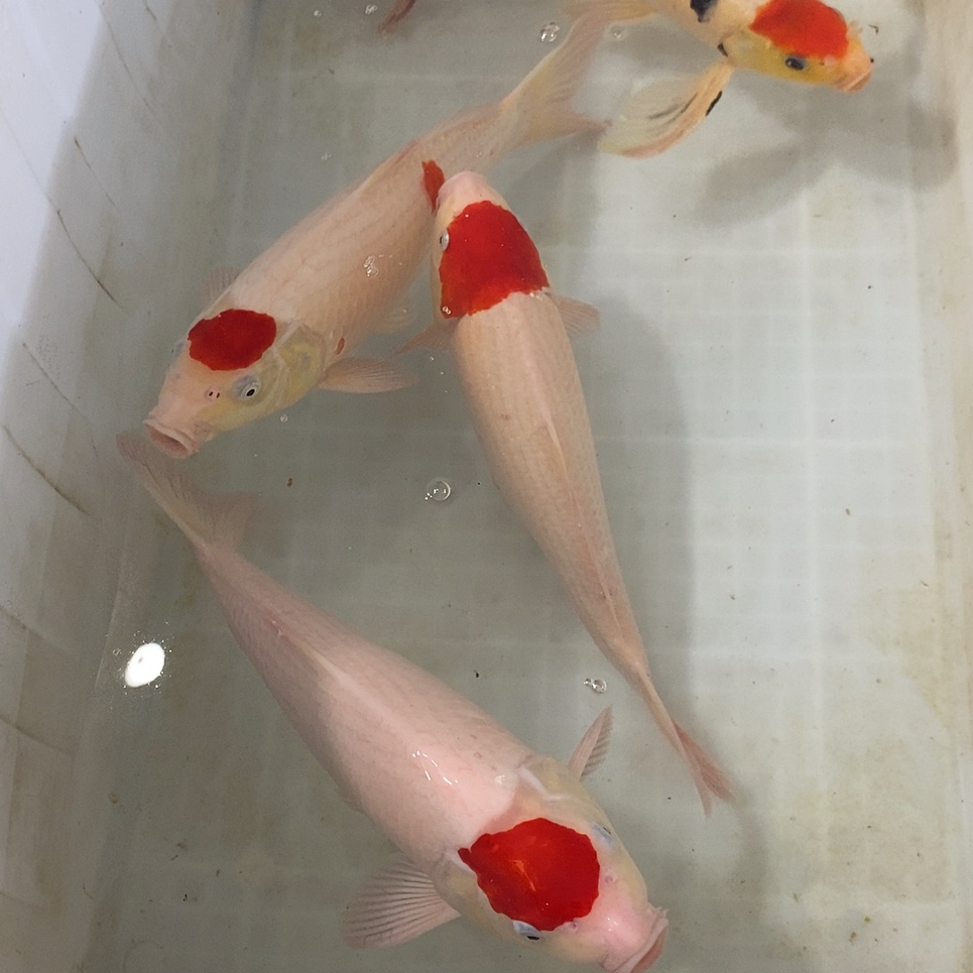 海水鱼单顶，单三，红白，大正