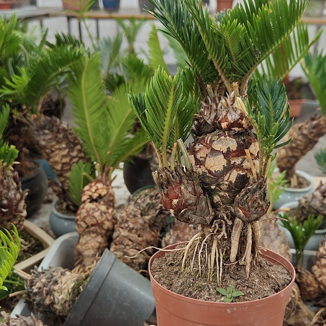 完***。无花朵白鳞铁盆景基地价