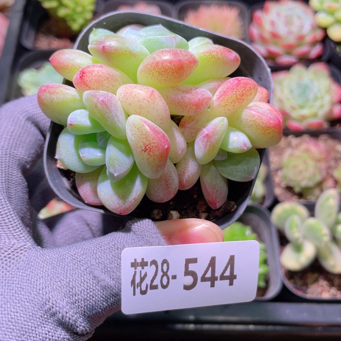 花利美28-544冰玉