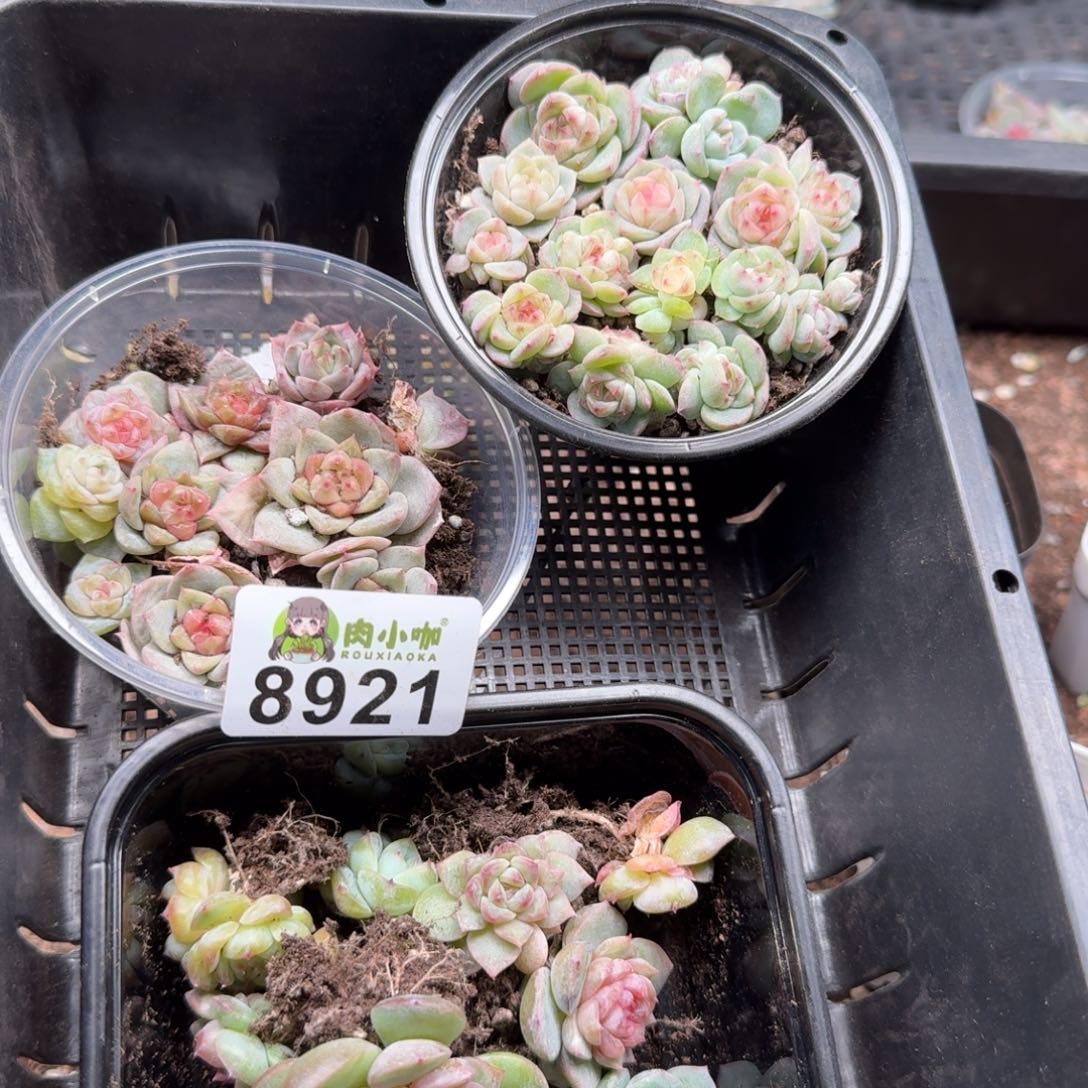 今***丶多肉植物多肉植物