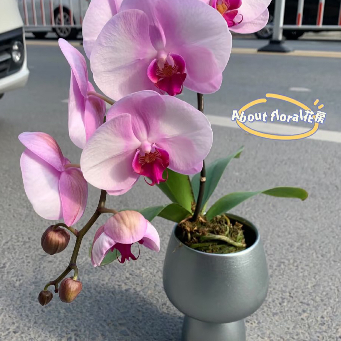 西滨哈尼3.5成熟苗不带花带花剑叶片轻微瑕疵